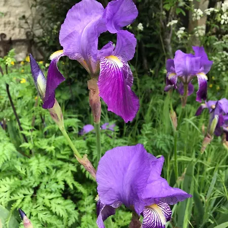 Château De * Belmont-Sainte-Foi