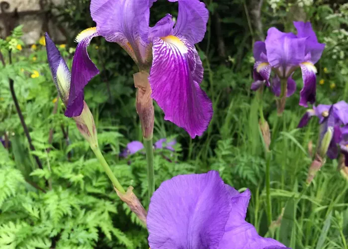 Château De * Belmont-Sainte-Foi